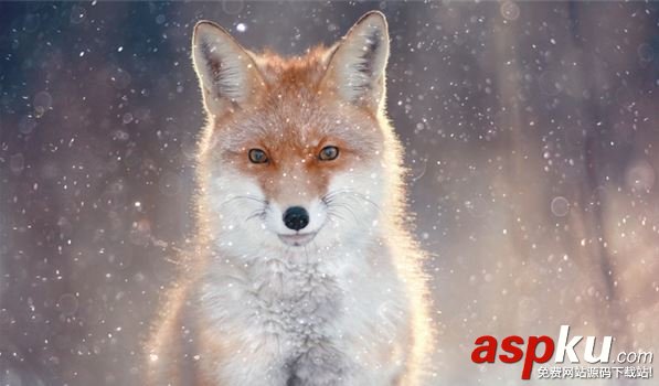 陰陽師九尾狐信物是什么?九尾狐現世式神信物任務圖片匯總 陰陽師,九尾狐,信物