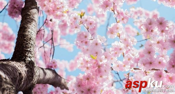 陰陽師櫻花妖信物是什么?櫻花妖現(xiàn)世式神信物任務(wù)圖片匯總 陰陽師,櫻花妖,信物