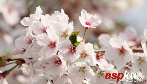 陰陽師櫻花妖信物是什么?櫻花妖現(xiàn)世式神信物任務(wù)圖片匯總 陰陽師,櫻花妖,信物