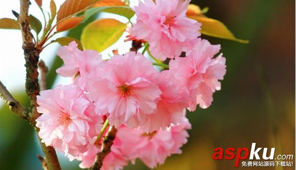 陰陽師櫻花妖信物是什么?櫻花妖現(xiàn)世式神信物任務(wù)圖片匯總 陰陽師,櫻花妖,信物