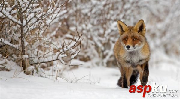 陰陽師九尾狐信物是什么?九尾狐現世式神信物任務圖片匯總 陰陽師,九尾狐,信物