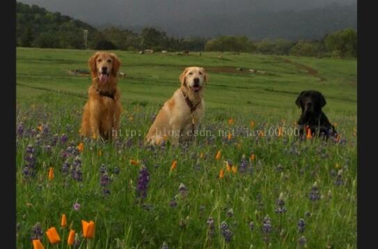 Android,沉浸式,虛擬按鍵,NavigationBar