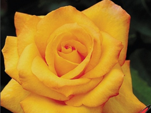 ps調色-深入理解通道