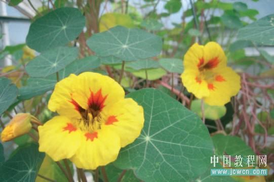 Flash cs3仿真藝術(shù)設(shè)計(jì)3.6:運(yùn)用遮罩打造焦點(diǎn)效果_中國教程網(wǎng)