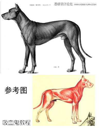 3ds MAX實例教程:多邊形建模小狗,破洛洛