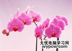 Photoshop合成實例:美麗花草裝飾藝術字