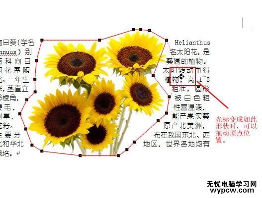 word2007圖片緊密環繞文字的兩種技巧