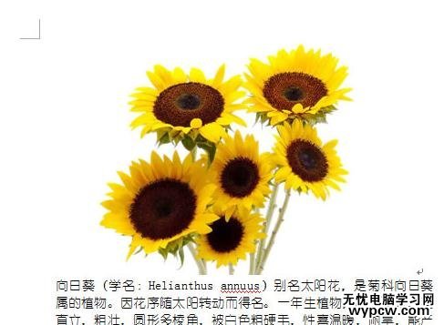 word2007圖片緊密環繞文字的兩種技巧