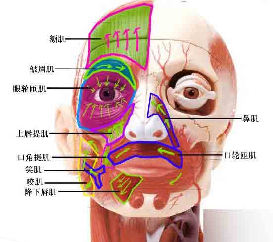 MAYA人頭布線 武林網(wǎng) MAYA建模教程