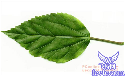 用maya制作逼真的樹(shù)葉 武林網(wǎng) MAYA建模教程
