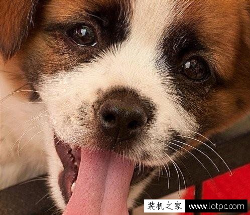 如何使用photoshop中的防抖濾鏡解決拍照時手抖造成畫面模糊