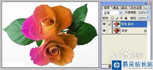 怎樣用Photoshop制作彩色玫瑰