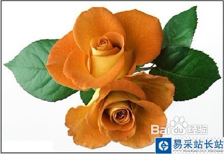 怎樣用Photoshop制作彩色玫瑰