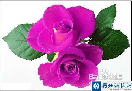 怎樣用Photoshop制作彩色玫瑰