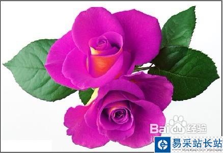 怎樣用Photoshop制作彩色玫瑰