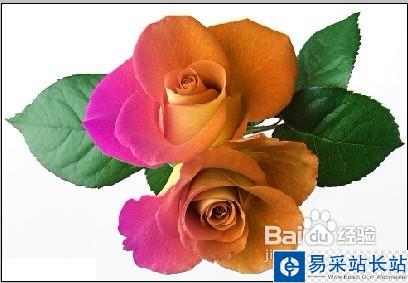 怎樣用Photoshop制作彩色玫瑰