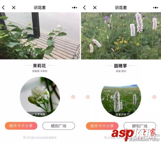 微信,小程序,識花君