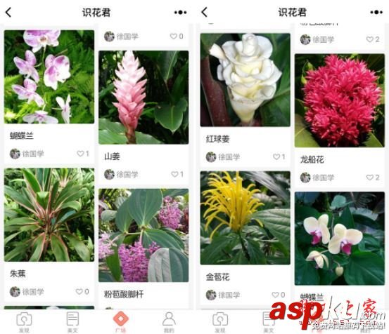 微信,小程序,識花君