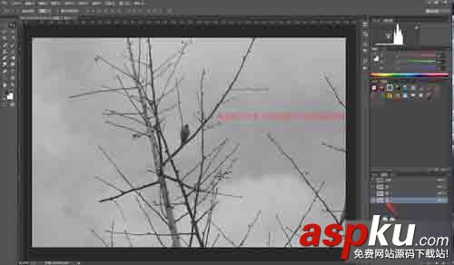 PS利用通道簡單扣樹枝 通道,樹枝