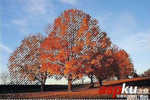 photoshop利用通道給繁密的樹枝摳圖教程 photoshop,繁密樹枝摳圖