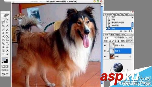 PS摳出圖片中的狗狗 PS,摳圖