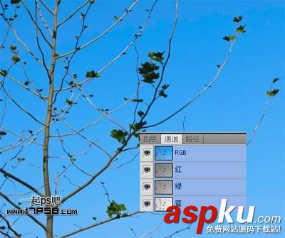 Photoshop摳圖教程:通道和計算命令摳圖實例 photoshop,通道,摳圖
