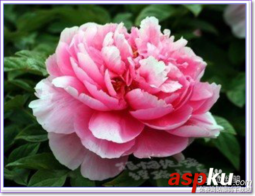 PS怎么用通道摳圖?ps通道摳圖方法圖解 PS怎么用通道摳圖,ps通道摳圖方法