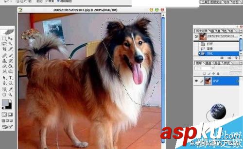 PS摳出圖片中的狗狗 PS,摳圖