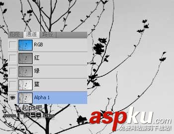 Photoshop摳圖教程:通道和計算命令摳圖實例 photoshop,通道,摳圖
