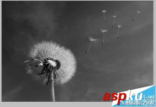 PS怎么扣出蒲公英并換背景? PS,蒲公英