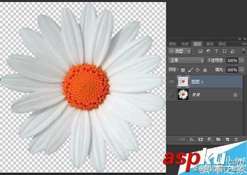 PS如何用鋼筆工具摳圖?PS鋼筆工具摳一朵花 鋼筆工具,摳圖