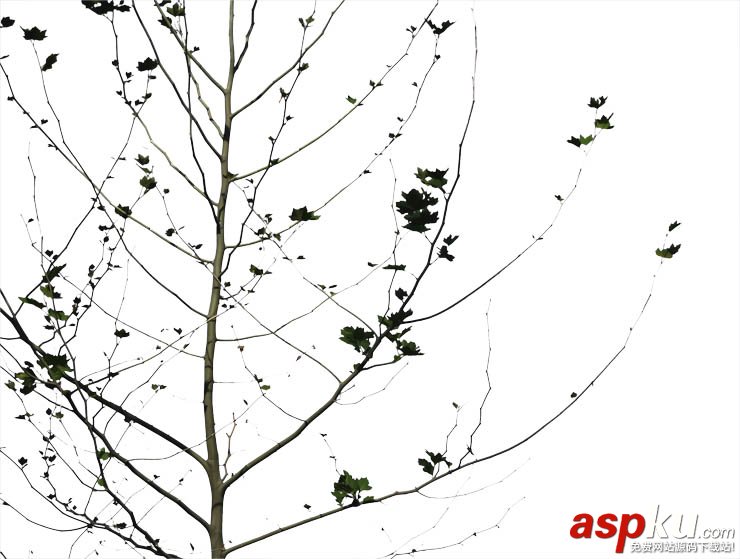 Photoshop摳圖教程:通道和計算命令摳圖實例 photoshop,通道,摳圖