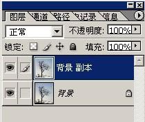 枝葉,樹木,摳圖