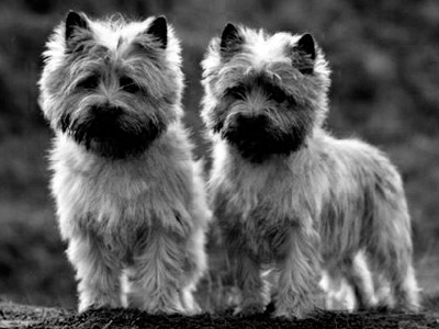 PS摳圖教程之抽出濾鏡摳圖法