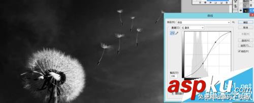 PS怎么扣出蒲公英并換背景? PS,蒲公英