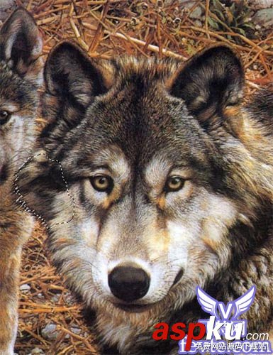 圖文介紹Photoshop另類摳圖方法 Photoshop,摳圖