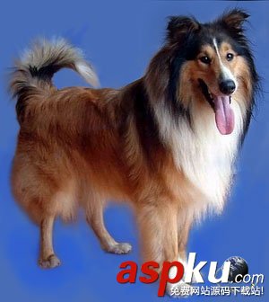 Photoshop摳圖教程,狗狗