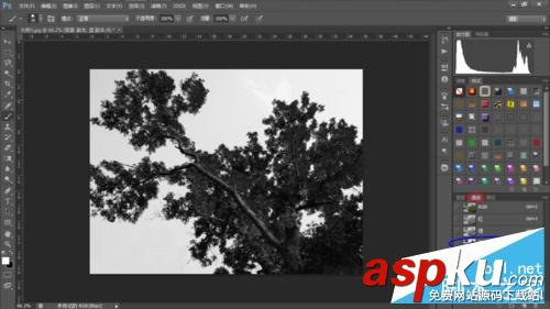PS利用通道簡單快速地摳出—棵大樹 PS,通道,摳圖