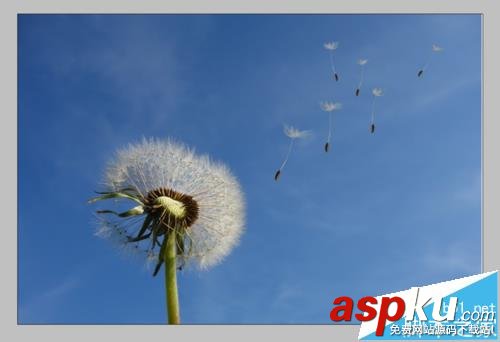 PS怎么扣出蒲公英并換背景? PS,蒲公英