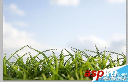 用PS色彩范圍摳凌亂的小草 PS,色彩范圍,摳圖