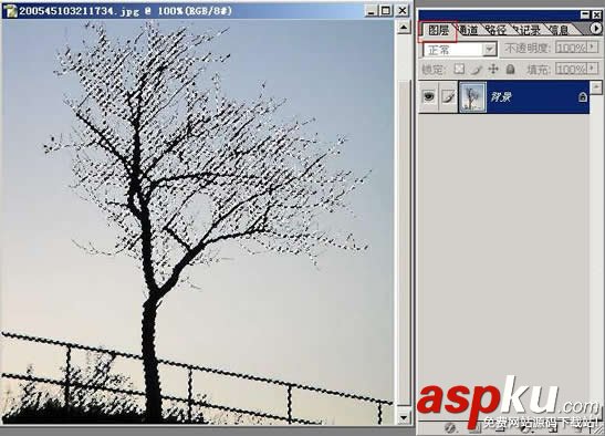 枝葉,樹木,摳圖