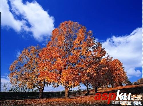 photoshop利用通道給繁密的樹枝摳圖教程 photoshop,繁密樹枝摳圖