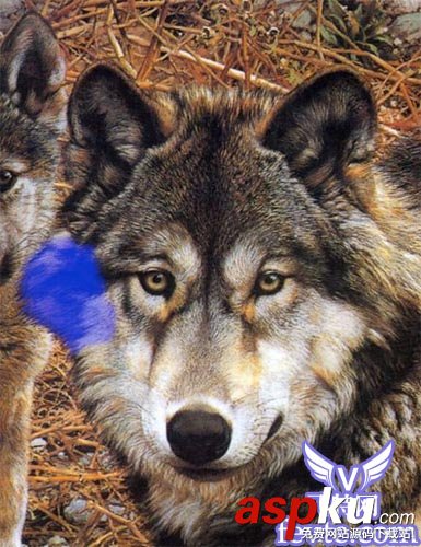 圖文介紹Photoshop另類摳圖方法 Photoshop,摳圖