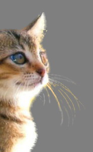 PS摳圖教程之抽出濾鏡摳圖法