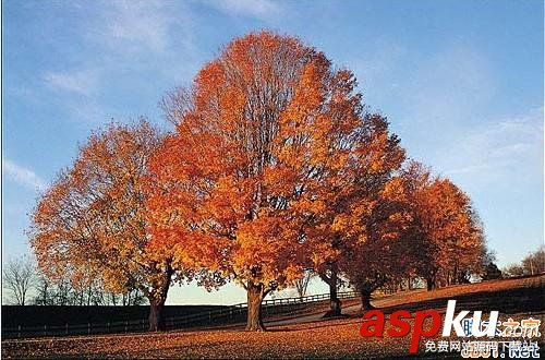 photoshop利用通道給繁密的樹枝摳圖教程 photoshop,繁密樹枝摳圖