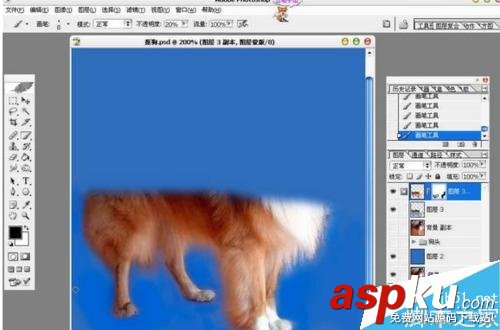 PS摳出圖片中的狗狗 PS,摳圖