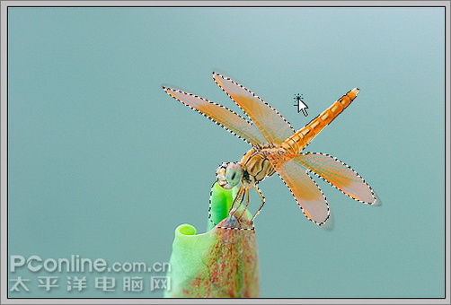 photoshop cs3教程:蜻蜓落荷花動畫 photoshop cs3教程:蜻蜓落荷花動畫