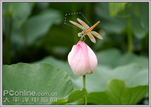 photoshop cs3教程:蜻蜓落荷花動畫 photoshop cs3教程:蜻蜓落荷花動畫