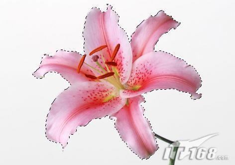 浪漫情懷ps制作特效“花兒”文字_網頁設計webjx.com網絡轉載(4)