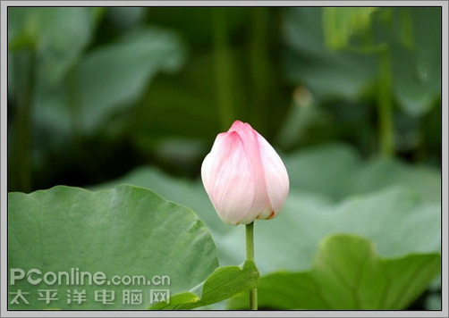 photoshop cs3教程:蜻蜓落荷花動畫 photoshop cs3教程:蜻蜓落荷花動畫